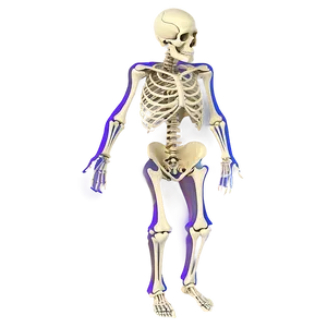 Skeletal System With Labels Png 73 PNG image