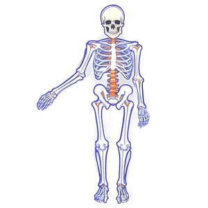 Skeletal System Without Labels PNG 06132024 PNG