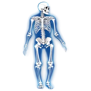 Skeletal System Without Labels PNG Msm3 PNG