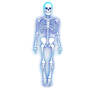 Skeletal System X-ray View Png 30 PNG image