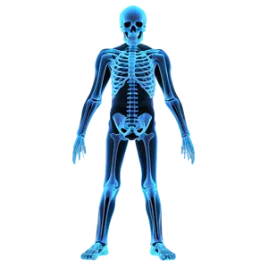 Skeletal System X-ray View PNG Srt59 PNG