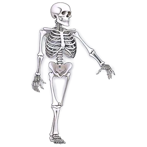 Skeleton A PNG image