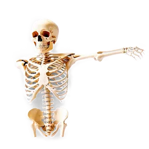 Skeleton Anatomy Png 05032024 PNG image