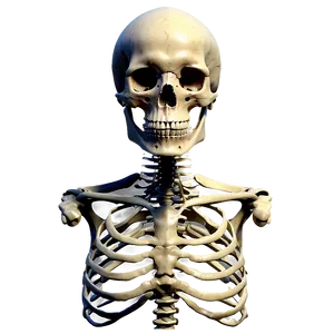 Skeleton Anatomy PNG 05032024