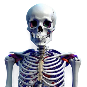 Skeleton Anatomy PNG 96