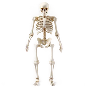 Skeleton Anatomy Png Dlo8 PNG image