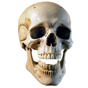 Skeleton B PNG image