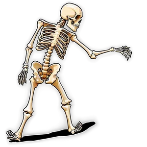 Skeleton C PNG image