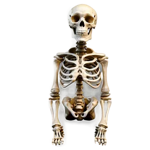 Skeleton Dog Png 12 PNG image