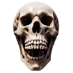 Skeleton Head Png 40 PNG image