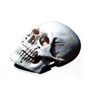 Skeleton Head PNG Dmq