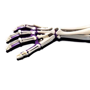 Skeleton Of Upper Limbs PNG 79 PNG