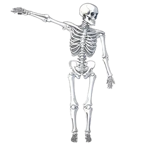 Skeleton Of Upper Limbs PNG Lqy PNG