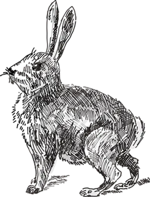 Sketch_ Art_ Rabbit