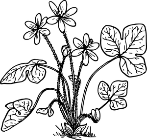 Sketch_of_ Herbal_ Plant PNG