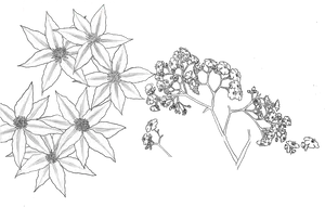 Sketch_of_ Starshaped_ Flowers_and_ Branches PNG image