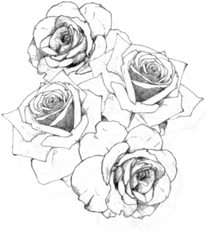 Sketch Style Rose Cluster Drawing PNG image