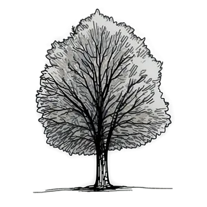 Sketch Tree Elevation PNG 81
