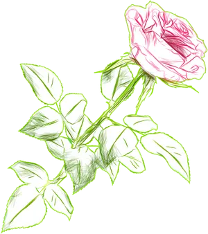 Sketchof Pink Roseon Blue Background.png PNG image