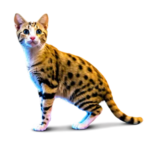 Skinny Cat PNG 05232024 PNG