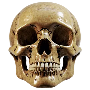 Skull Bones PNG 92