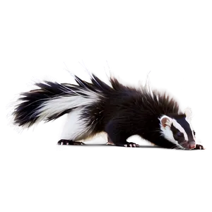 Skunk Tail PNG 06242024