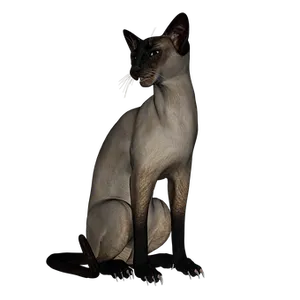 Sleek Siamese Cat Black Background