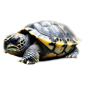 Sleeping Baby Turtle PNG Hui58 PNG
