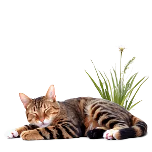 Sleeping Cat Png 05232024 PNG image