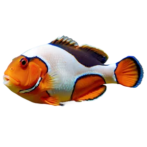 Sleeping Clownfish Png 05232024 PNG image
