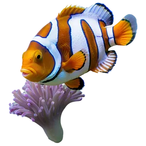 Sleeping Clownfish Png Jvb PNG image