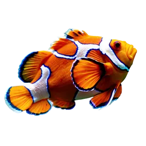 Sleeping Clownfish Png Pev PNG image