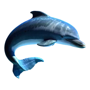 Sleeping Dolphin Png 05232024 PNG image