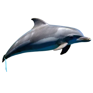 Sleeping Dolphin Png 58 PNG image
