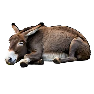 Sleeping Donkey PNG 28