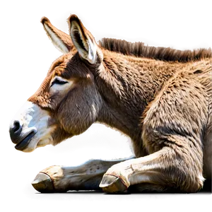 Sleeping Donkey PNG Bwt