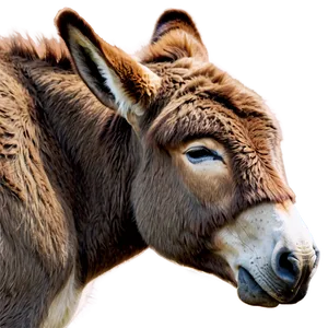 Sleeping Donkey PNG Rbp
