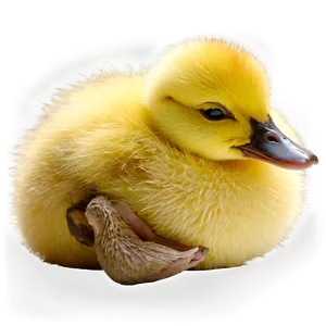 Sleeping Duckling Png 05232024 PNG image