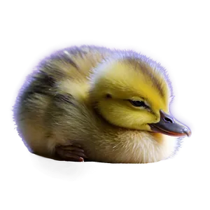 Sleeping Duckling Png 3 PNG image