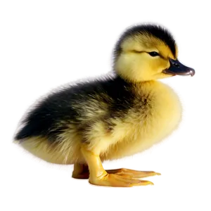 Sleeping Duckling Png Mpm92 PNG image