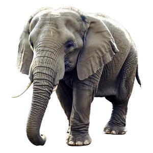 Sleeping Elephant PNG 05232024
