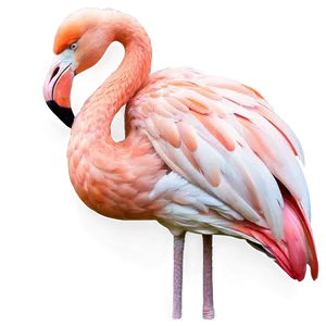 Sleeping Flamingo Png Jha PNG image