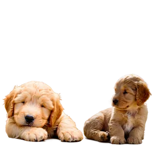 Sleeping Goldendoodle Puppy PNG 06262024 PNG
