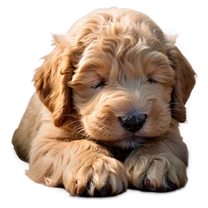 Sleeping Goldendoodle Puppy Png Udx PNG image