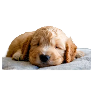 Sleeping Goldendoodle Puppy PNG Vev PNG