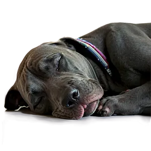 Sleeping Great Dane PNG 8