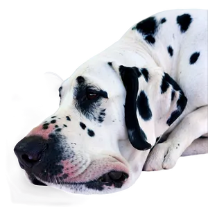 Sleeping Great Dane PNG Iwr66 PNG