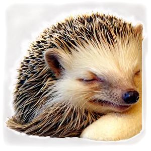 Sleeping Hedgehog Png 28 PNG image