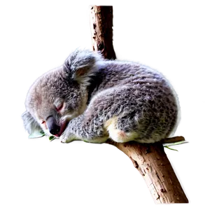 Sleeping Koala Png 05232024 PNG image