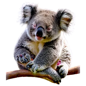 Sleeping Koala Png Vqr PNG image